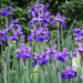 Irises by mittens