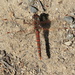 Variegated meadowhawk by pirish