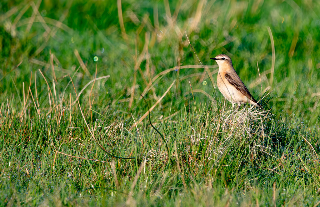 Female Wheatear by lifeat60degrees