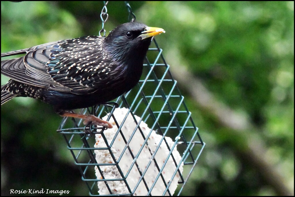 One of the hungry starlings by rosiekind