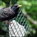 One of the hungry starlings by rosiekind