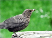 15th May 2024 - Young blackbird