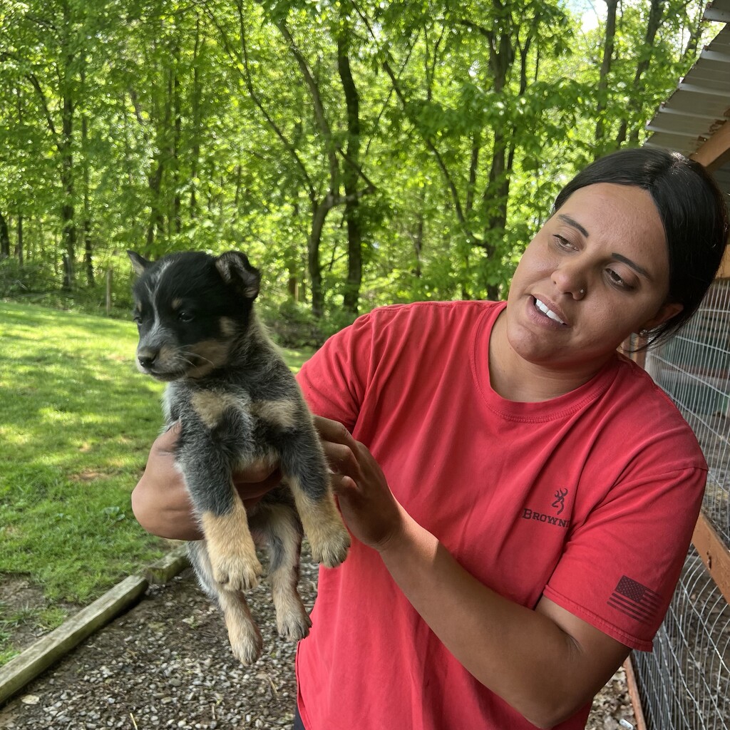 Picking a pup by blueheeler