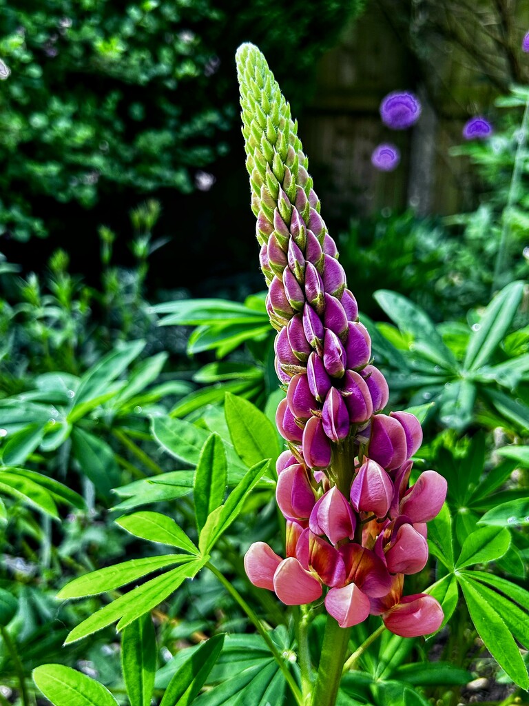 Lupin  by carole_sandford
