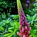 Lupin  by carole_sandford