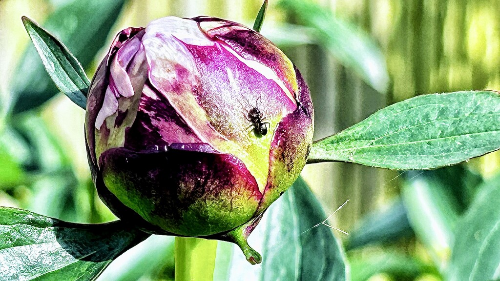 Peony by carole_sandford