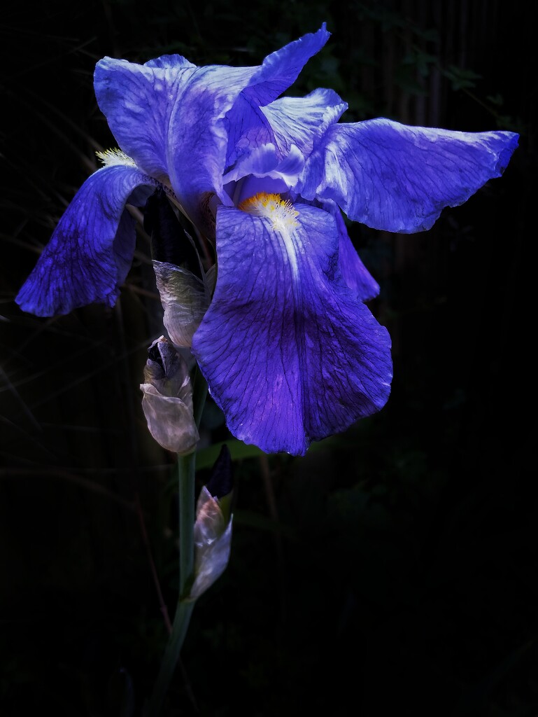 Iris by thedarkroom