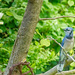  Magnolia Tree with Bluejay by gardencat