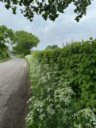 14th May 2024 - Country Lane
