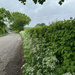 Country Lane