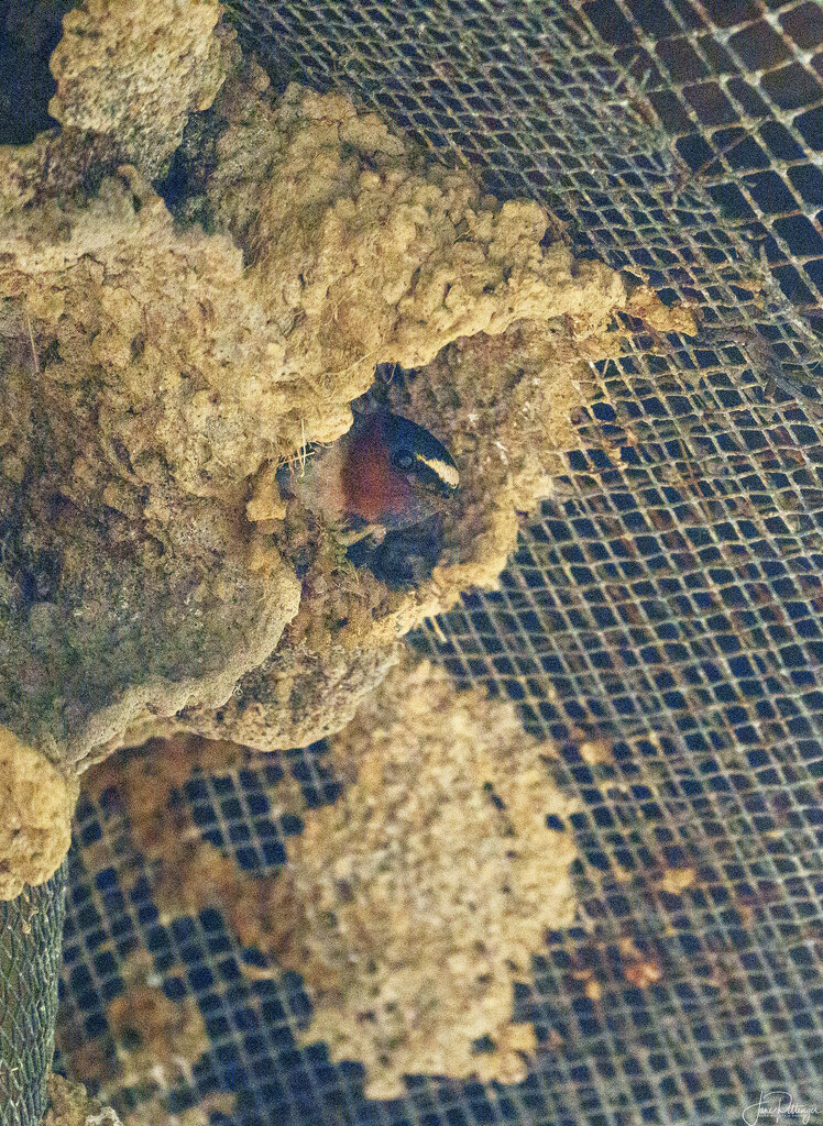 Baby Barn Swallows in Nest  by jgpittenger