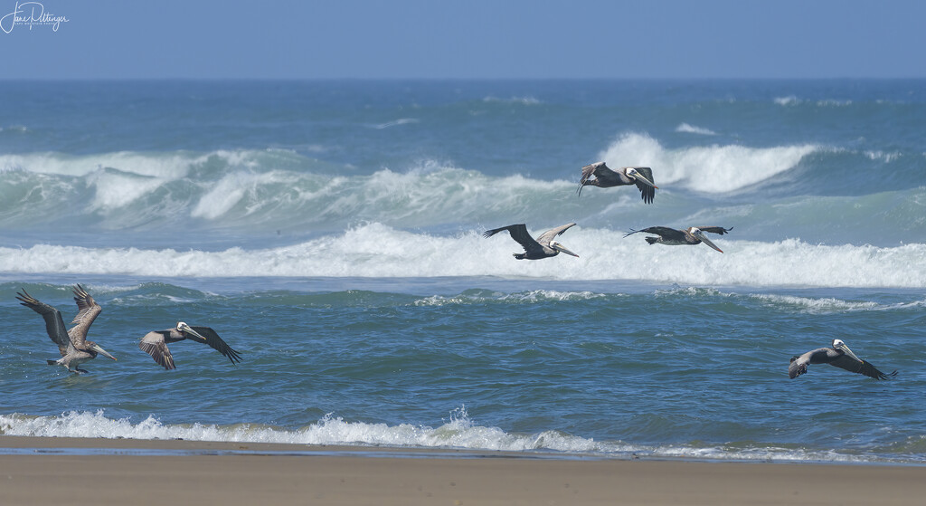 Brown Pelicans Flying Next to the Shore Line  by jgpittenger