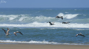13th May 2024 - Brown Pelicans Flying Next to the Shore Line 