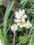 15th May 2024 - Allium Flower 