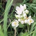 Allium Flower 