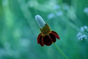 15th May 2024 - long headed coneflower