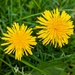 Dandelions