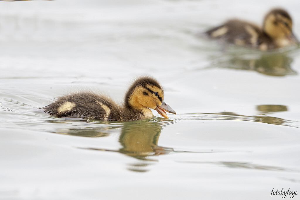 Mallard Duckling by fayefaye