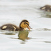 Mallard Duckling by fayefaye