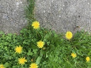 15th May 2024 - Half Sidewalk, Half Grass/Dandelion