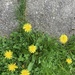 Half Sidewalk, Half Grass/Dandelion by spanishliz