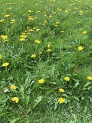 15th May 2024 - More Dandelions!