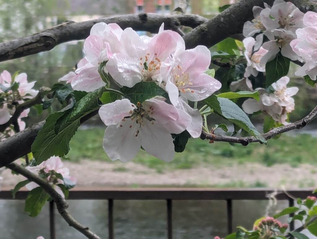 Apple blossom by the riverside. by sarah19