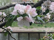 9th May 2024 - Apple blossom by the riverside.