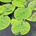 136/366 - Lily pads 