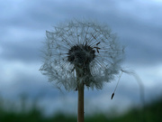 15th May 2024 - Dandelion seeds, "blow 'in in the wind"