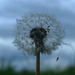 Dandelion seeds, "blow 'in in the wind" by neil_ge