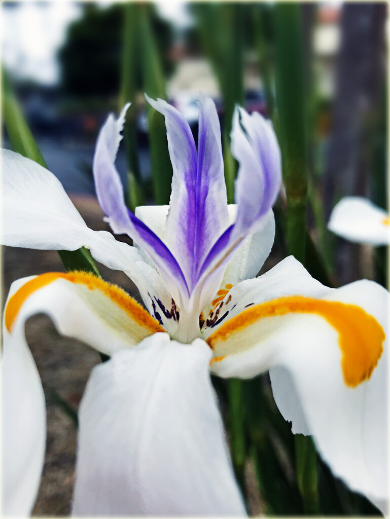 Just a beautiful mundane flower in a parking lot by 365projectorgchristine