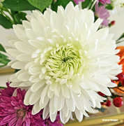 15th May 2024 - White chrysanthemum