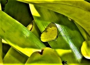 16th May 2024 - Grass Yellow Butterfly ~