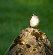 15th May 2024 - White-Crowned Sparrow 