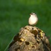White-Crowned Sparrow  by radiogirl