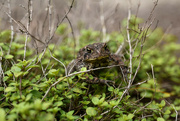 15th May 2024 - Mr. Toad...