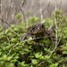 Mr. Toad... by berelaxed