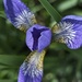 Siberian Iris 