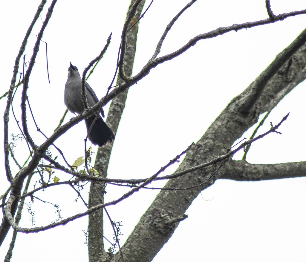 Gray catbird by darchibald