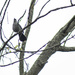 Gray catbird