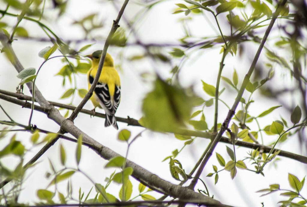 American goldfinch by darchibald