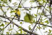 14th May 2024 - American goldfinch