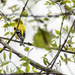 American goldfinch