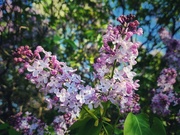 15th May 2024 - Vintage Lilacs