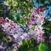 Vintage Lilacs by ljmanning