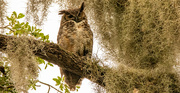 15th May 2024 - Great Horned Owl Mom!
