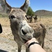 Hello Mr Donkey