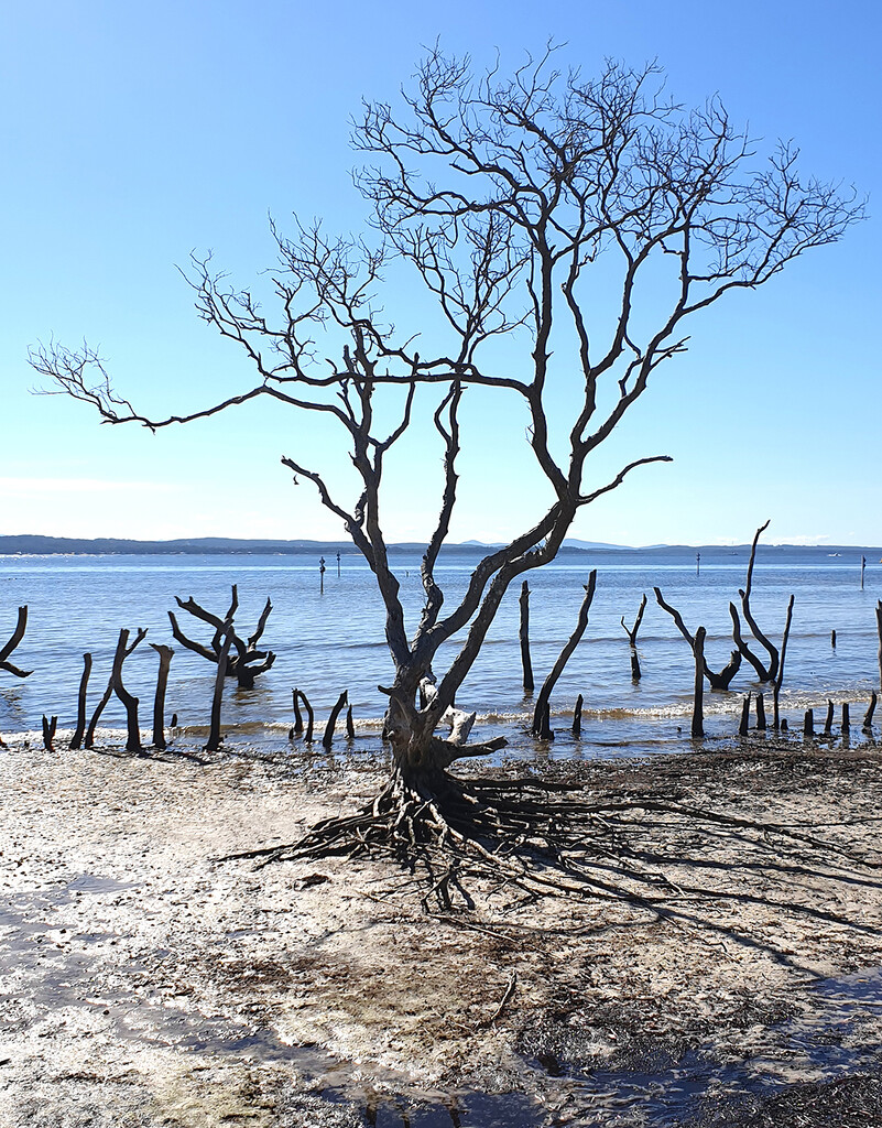 Mangrove Graveyard by onewing