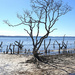 Mangrove Graveyard by onewing